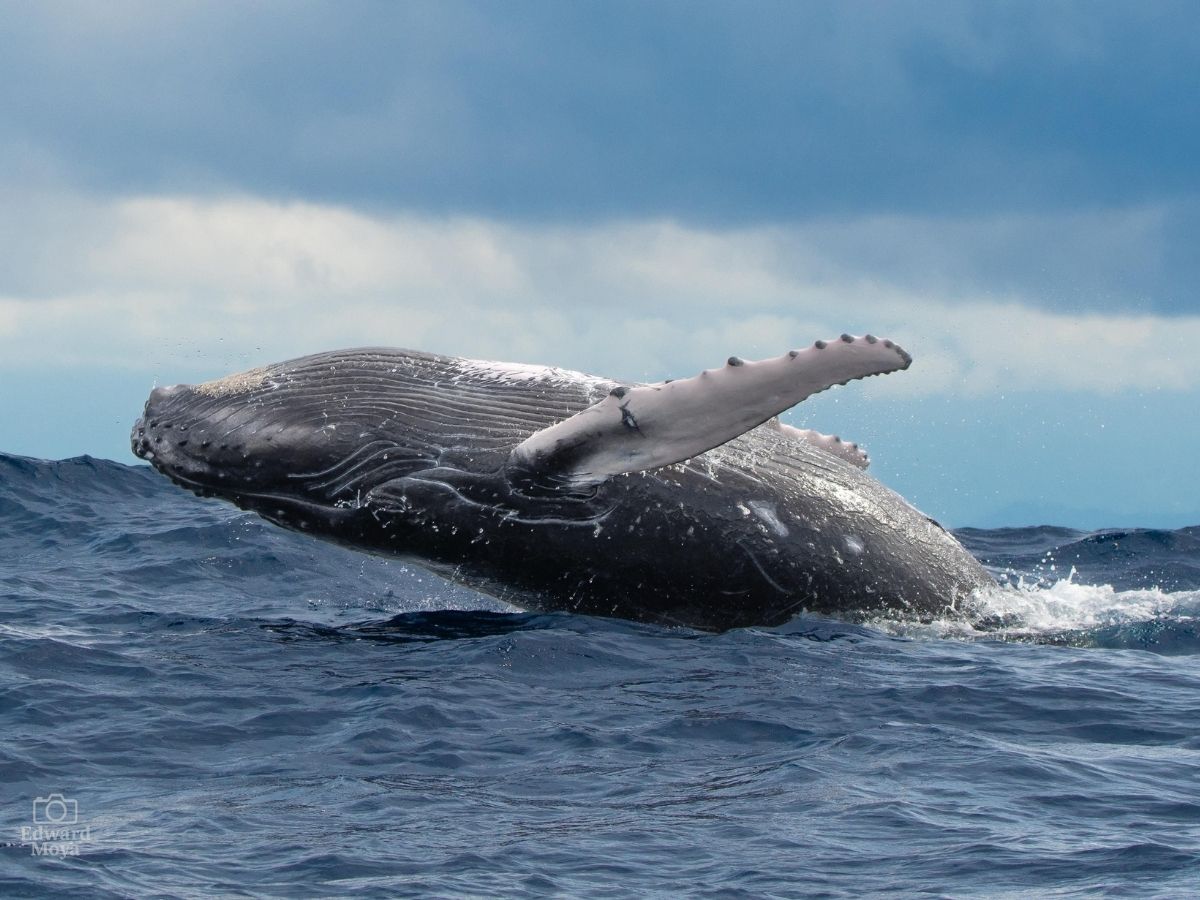 Ballena jorobada en Golfo Dulce Costa Rica